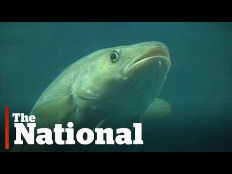 Newfoundland cod fishery: Lessons not learned?