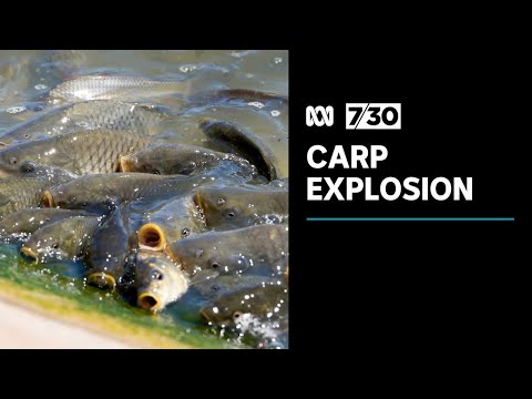 After an explosion in carp numbers, the push is on to release a virus to kill them | 7.30